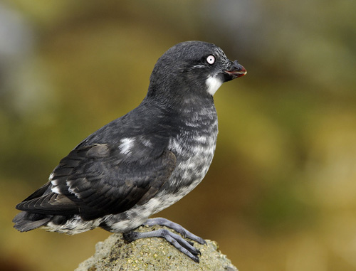 ������ � �������